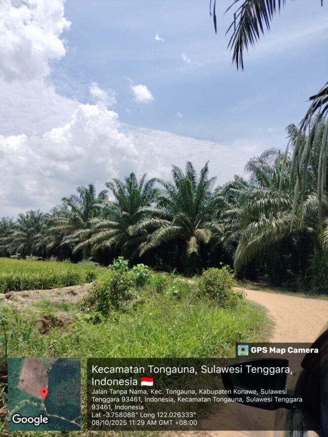 
Kebun sawit warga Tongauna, Konawe diantara area persawahan.