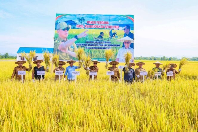 
Momen Gubernur Sultra Mayjend TNI (Purn) Andi Sumangerukka melakukan panen raya