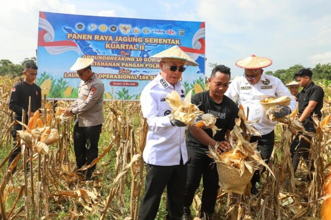 
Gubernur Sultra Mayjend TNI (Purn) Andi Sumangerukka bersama jajaran Fokopimda melakukan panen raya jagung di Kendari
