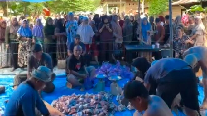 
Sapi Kurban 1 Ton dari Bahtra Banong Disambut Antusias Warga Onembute Konawe